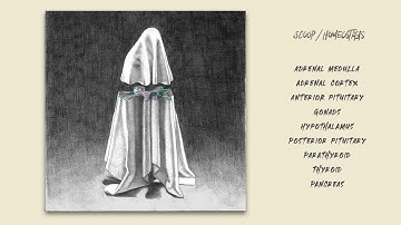 SCØØP - Homeostasis