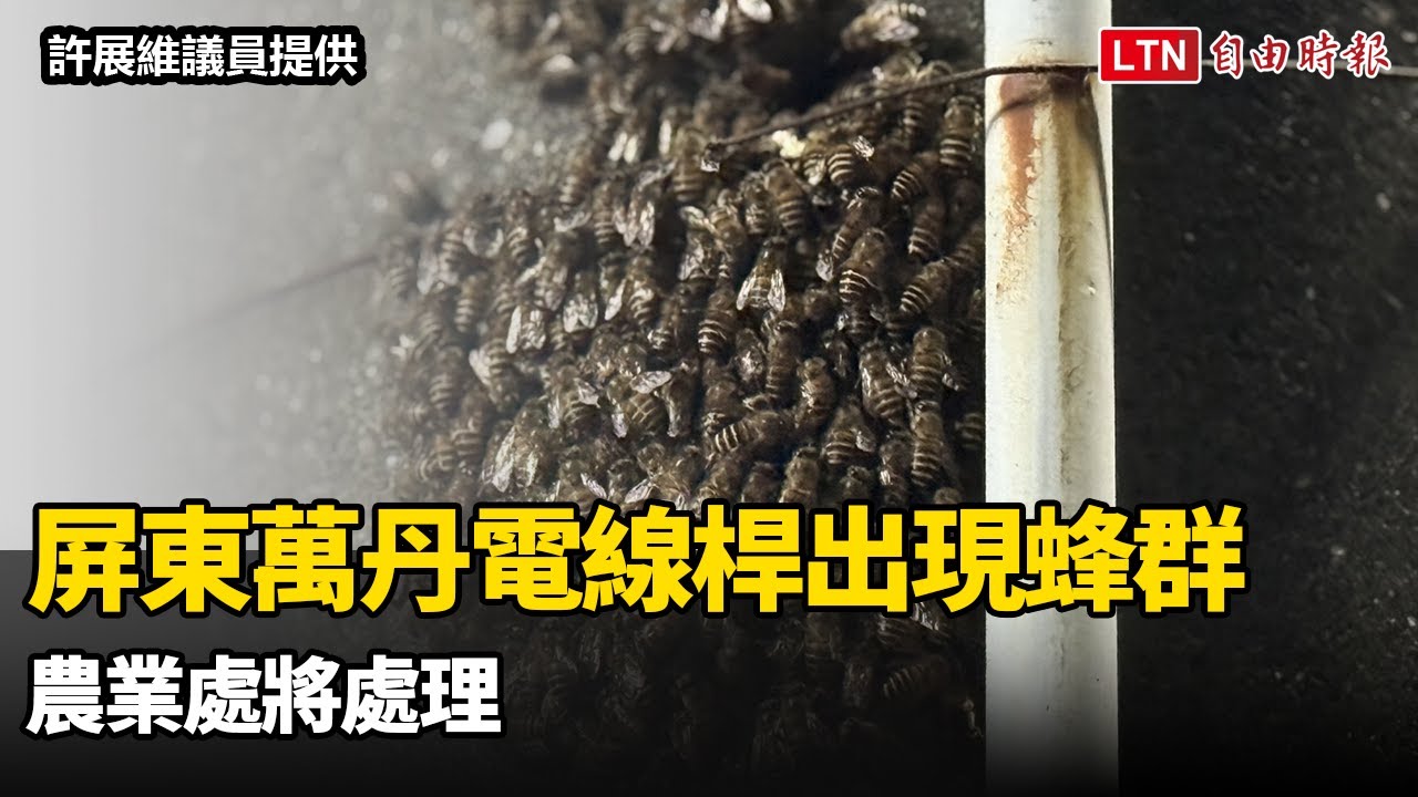 屏東萬丹電線桿出現蜂群 農業處將處理 屏東萬丹電線桿出現蜂群 農業處將處理