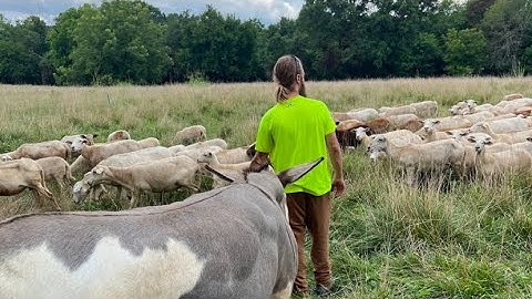 Agroforestry with sheep in the SouthEast