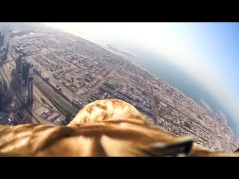 Video: Parahawking: Volare Attraverso Gli Occhi Di Un Uccello (Video) - Matador Network