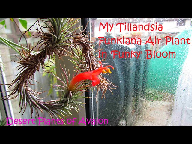 large elephant ears plant Alocasia macrorrhizos (Giant Elephant Ear)