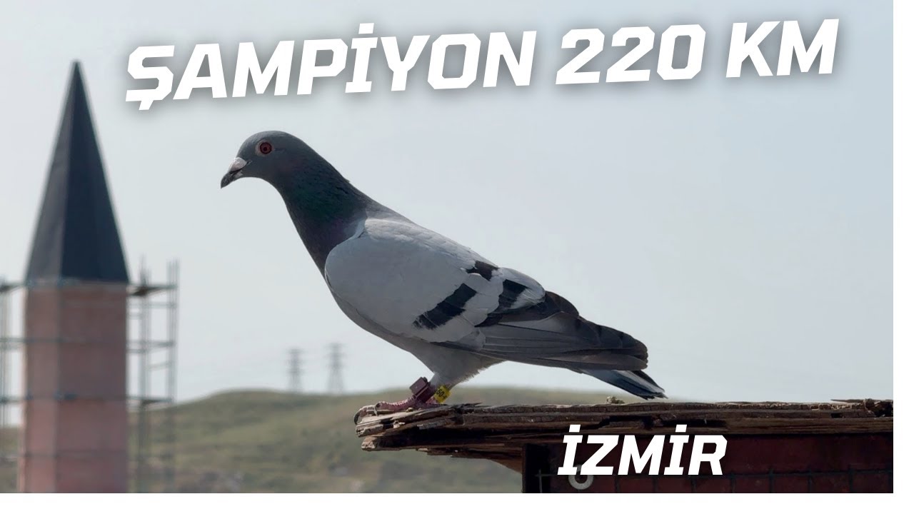 280 Km İzmir Dernek Yarışı İsmail Elitaş'ın Misafiriyiz ...