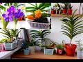 Мои орхидеи; Ванды, аскоценды, аскоцентрумы, мокары, ринхостилисы обзор, уход