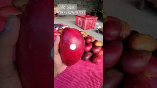 Buah sangat manis warna bagus daging padat