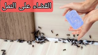 التخلص من النمل  في المنزل بدون رجعة و بدون مبيدات مضرة لصيف مريح