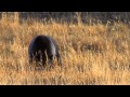 Shooting with Sparky—Grizzly in Golden Light Yellowstone