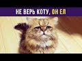 Приколы. Не верь коту, он ел | Мемозг #95