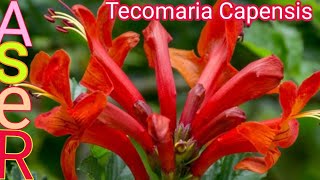 كيف يتم زراعه نبات التيكوماريا المتسلق💐Tecomaria Capensis