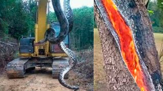 Top 5 Increíbles Cosas que Veras por Primera vez 😱 Sucesos Terroríficos e Inexplicables