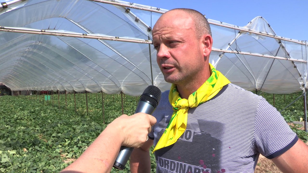 Melone precoce di Verona, le valutazioni di Coldiretti