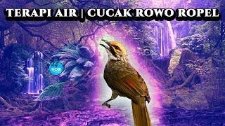Cucak Rowo Ropel VS Terapi Air