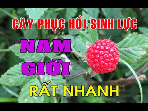 Video Phúc bồn tử giúp Hồi Sức Nam Giới, Tăng Trí Nhớ Rất... - youtube