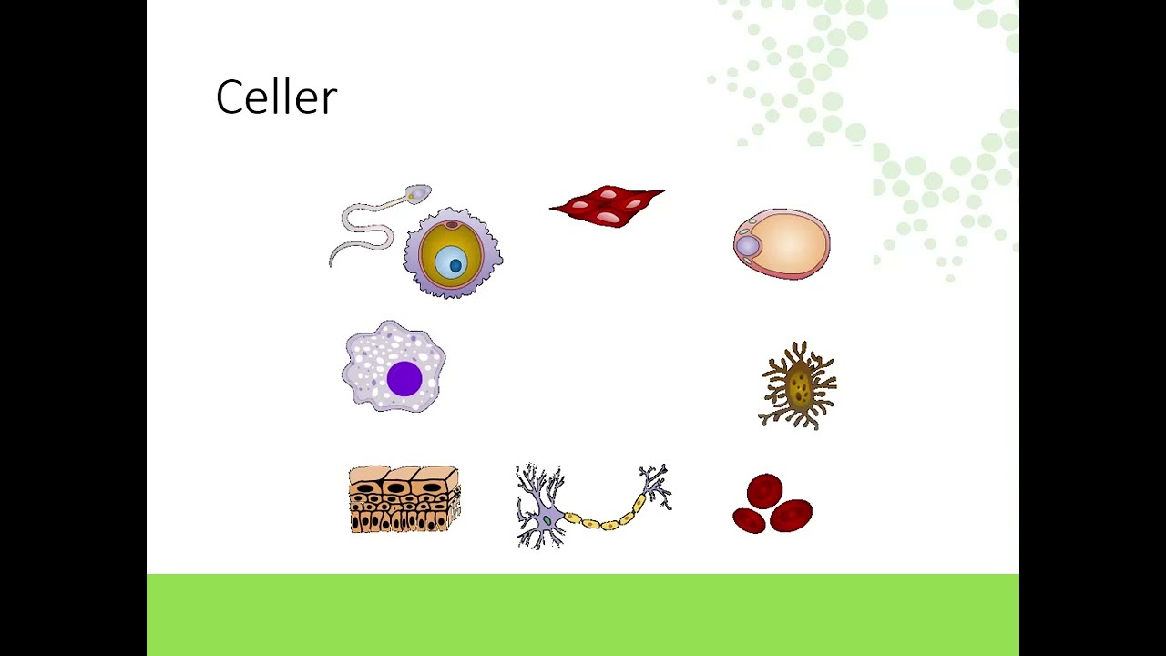 Vävnader och kroppens organisation