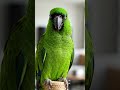 SMART PARROT 🦜 #cartoon #viral #explore  #trending #trending #animation#foryou #goofyside #randoms