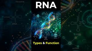 RNA in 20 Sec | Types and Function Easy #shorts