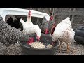 The Best Treat To Give Your Chickens In The Winter | DIY Chicken Treats