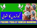 Kabootaron ka shok  kabootaron ke bachon ka shauk  kabootar bazi  pigeons pedia  urdu