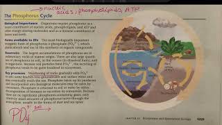 AP Bio - Phosphorus Cycle (Ecology Unit Ch.55 section 4)