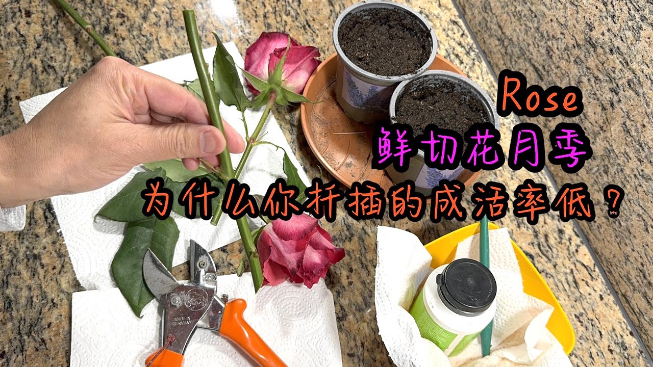 谁说鲜切花月季不能培育繁殖/鲜切花月季如何选择插穗/扦插时如何才能提高成活率/冬季是扦插的最佳季节/14.01.2024