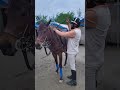 My Morning Start With Thisb#joshi #equestrain #morning #vlog #rider