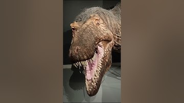 T-Rex exhibition at ROM 🦖