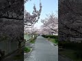 桜満開の道を自転車で走ったら最高すぎた🌸 #japantravel #cherry