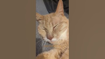 When the catnip hits