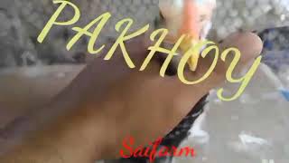 Ayam Pakhoy Ori Umr 1 Bulan