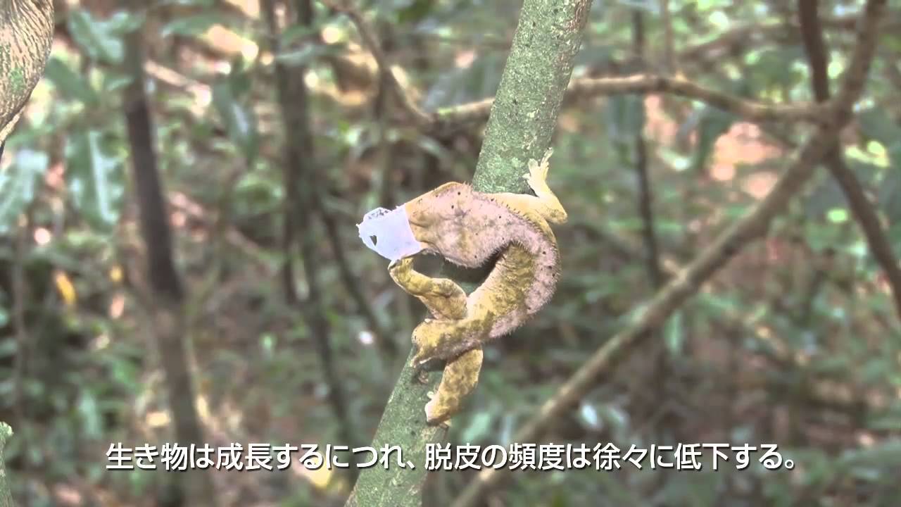【EXO-TERRA】NEW CALEDONIA / THE CRESTED GECKO EXPEDITION