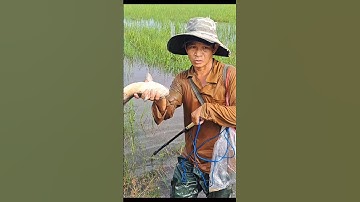 Bắt Cá Trê Lai Mương Ruộng Nước Dô #shorts #sănbắtCáTrêLai