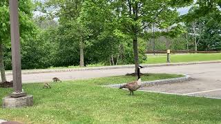 Geese and babies 2