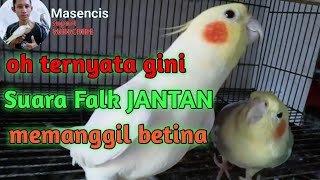 Suara Parkit Australia jantan memanggil betina