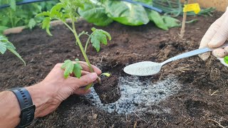 Всего лишь ложка этого порошка укрепляет растения, очищает почву и очень питательна.