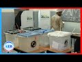 Voting Underway In Tanzania As President Samia Suluhu Hassan Eyes Overwhelming Victory
