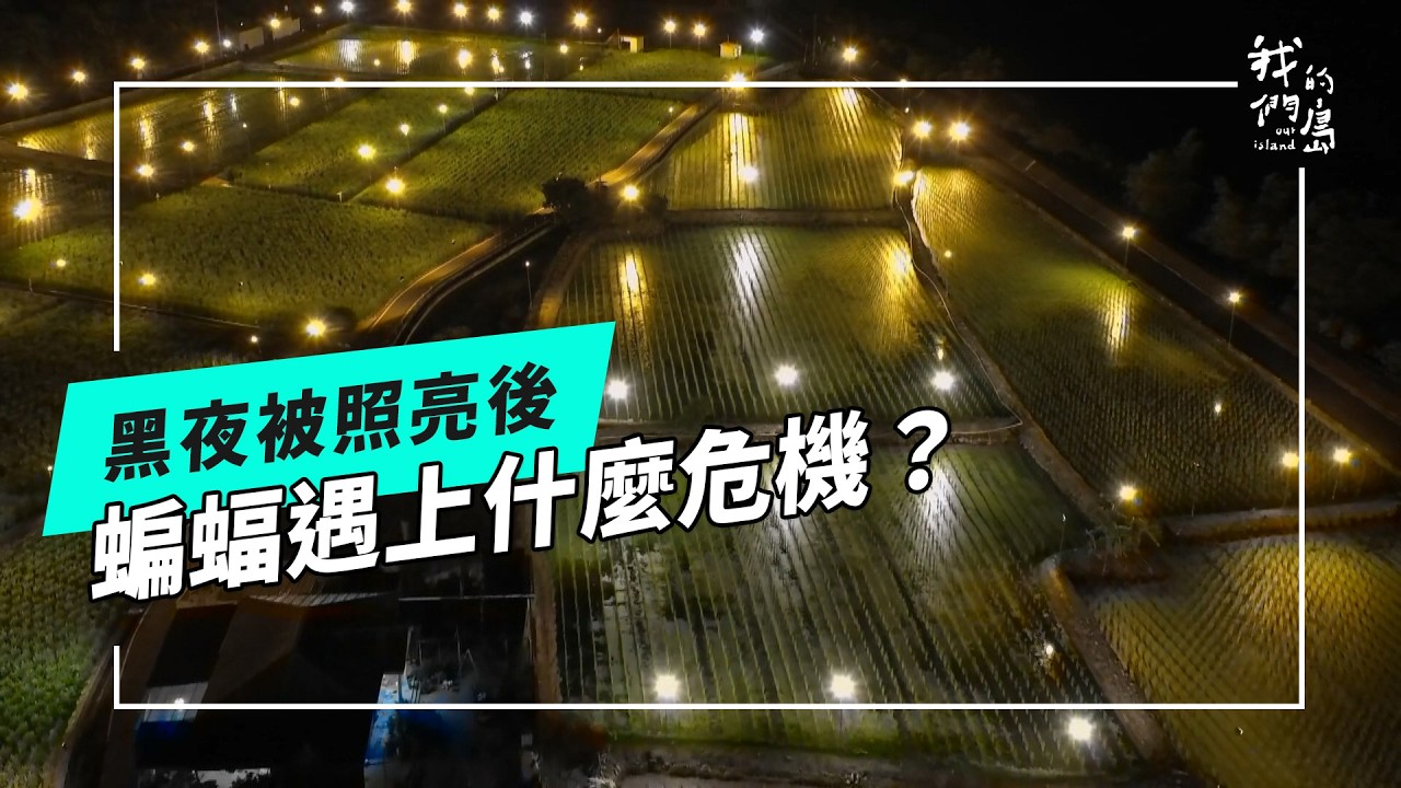 【光害】蝙蝠在越來越亮的夜晚，該怎麼辦呢？(公視我們的島 第1345集 2026-02-09)