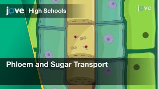 Phloem and Sugar Transport | Bio | Video Textbooks - Preview
