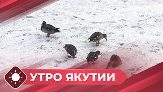 видео: Утро Якутии: Погодные аномалии (28.10.25) картинка: Утро Якутии: Погодные аномалии (28.10.25)