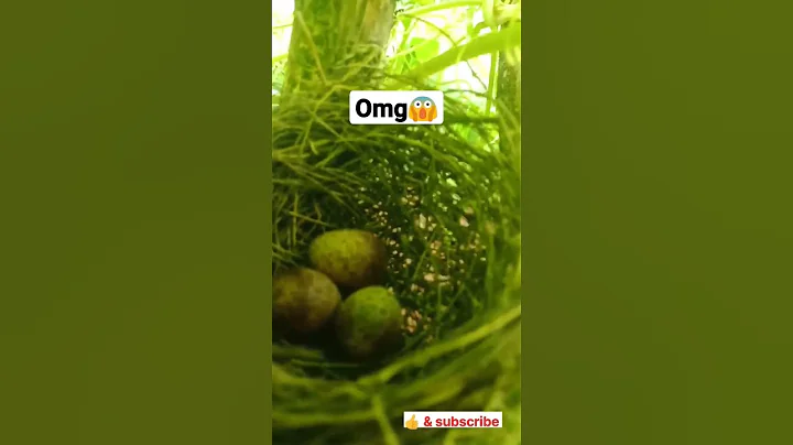 Birds nest🤗. #Funny #comedy #couple #explore #reels #bottleflip #amateur #ytshorts #shorts #trending