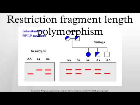 fragment synonym biology