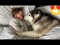 Husky Steals Babies Bed! But Falls Asleep Cuddling Eachother!! [CUTEST VIDEO EVER!!]