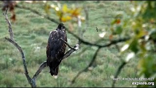 Decorah North : Humming bird checks out DN15 (explore.org 08 09 2022)