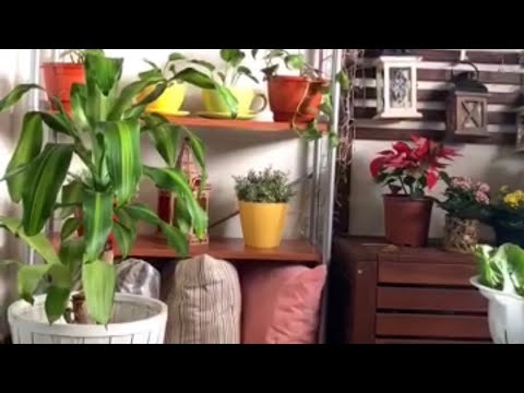 طريقة العنايه بنبات دراسينا ماسنجانا