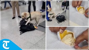 Indian national arrested at Delhi airport, drugs valued at Rs 21 crore seized: Customs