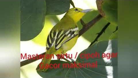 MASTERAN SIRTU GACOR I CIPOH AGAR GACOR MAKSIMAL