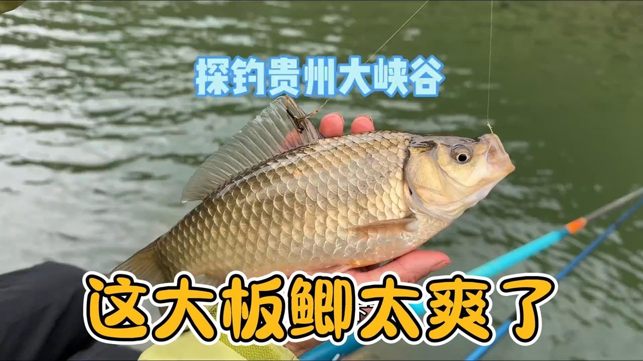 探钓贵州深山大峡谷，这大板鲫太爽了！
