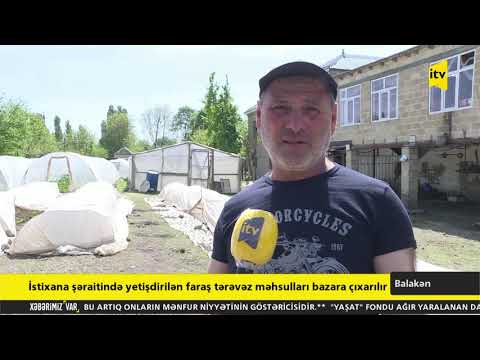 Video: Yoldaş Tərəvəz Bağçasının Yetişdirilməsi
