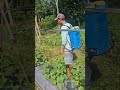Techniques and skills for spraying cucumber plants with simple tools - Agriculture farming #shorts