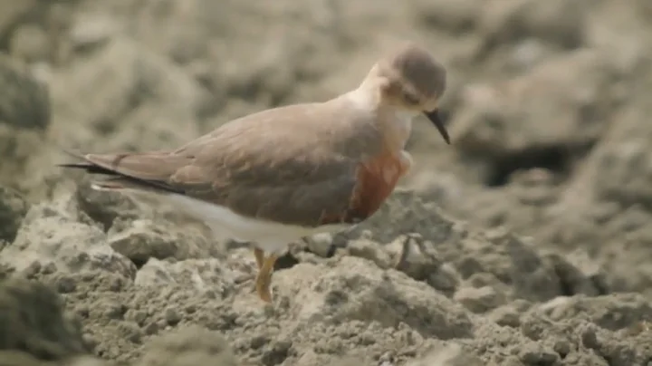 东方红胸鸻♂(Charadrius asiaticus)台湾野鸟P148(Oriental Plover)北门三寮湾 - 天天要闻