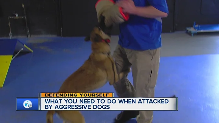 Defending yourself from a dog attack