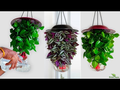 Amazing Hanging Plants Ideas | Indoor Hanging Plants and Planters Making at Home //GREEN